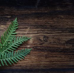 Fern with wood background